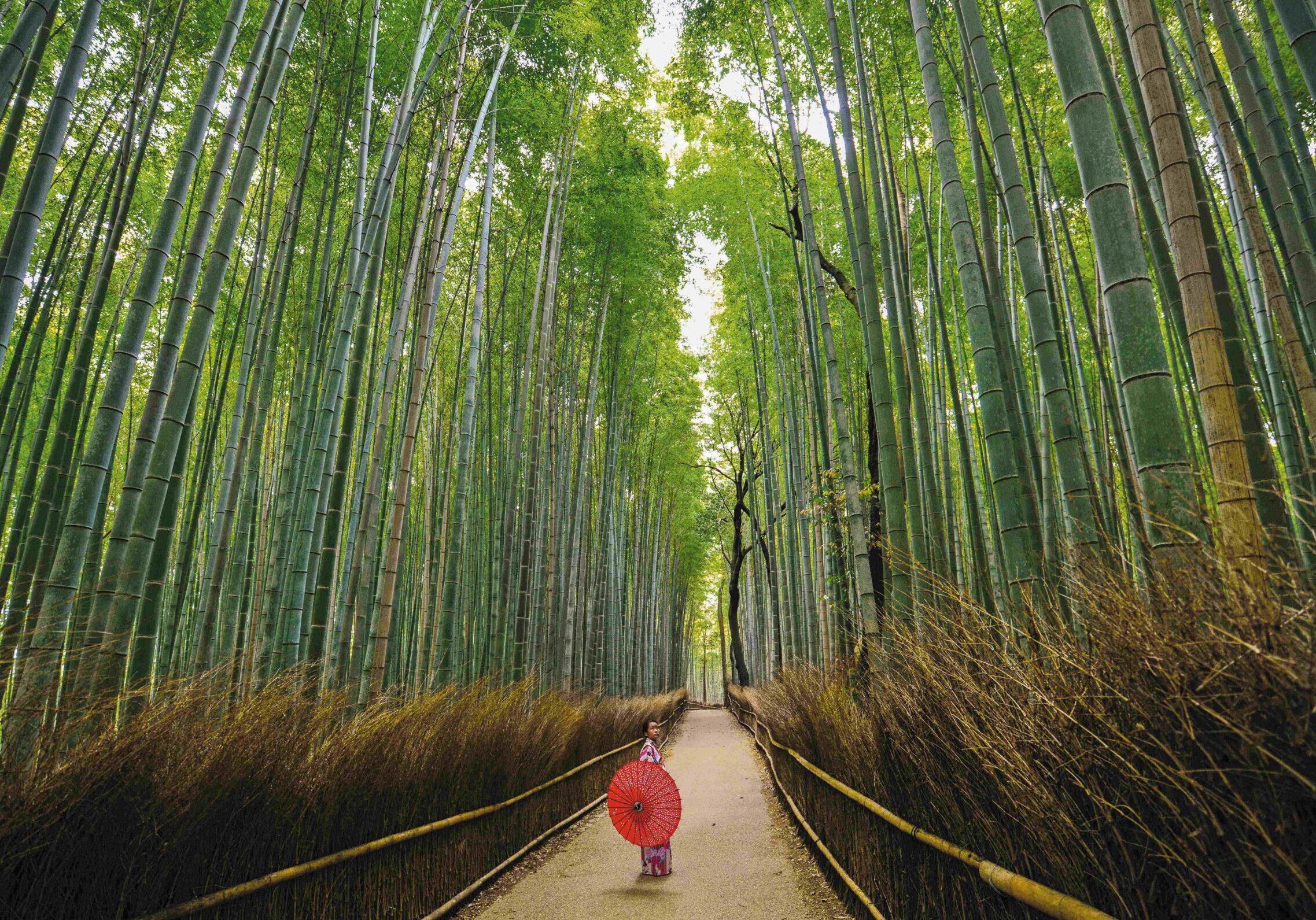 Sangano Bamboo Forest_2026-08-15_resize